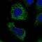 Cellular Communication Network Factor 6 antibody, HPA062438, Atlas Antibodies, Immunofluorescence image 