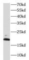 Mitochondrial Pyruvate Carrier 2 antibody, FNab05279, FineTest, Western Blot image 
