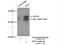 Tumor Protein P53 Inducible Protein 3 antibody, 14828-1-AP, Proteintech Group, Immunoprecipitation image 