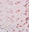 Neurocan antibody, orb11113, Biorbyt, Immunohistochemistry paraffin image 