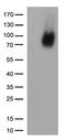 Prominin 1 antibody, TA813750S, Origene, Western Blot image 