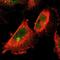 Kelch Like ECH Associated Protein 1 antibody, NBP1-83106, Novus Biologicals, Immunofluorescence image 