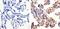 Interferon Induced With Helicase C Domain 1 antibody, 700360, Invitrogen Antibodies, Immunohistochemistry paraffin image 
