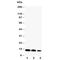 C-X-C Motif Chemokine Ligand 16 antibody, R30532, NSJ Bioreagents, Western Blot image 