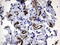 Melanoma Cell Adhesion Molecule antibody, LS-C789939, Lifespan Biosciences, Immunohistochemistry paraffin image 