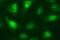 Necdin, MAGE Family Member antibody, NBP2-46117, Novus Biologicals, Immunofluorescence image 