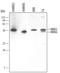 Mitogen-Activated Protein Kinase Kinase 3 antibody, MAB2514, R&D Systems, Western Blot image 