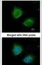 Keratin 7 antibody, PA5-29033, Invitrogen Antibodies, Immunofluorescence image 