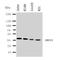 Nuclear Receptor Subfamily 4 Group A Member 1 antibody, orb76190, Biorbyt, Western Blot image 