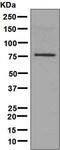 Tripartite Motif Containing 32 antibody, ab131223, Abcam, Western Blot image 