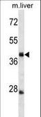 Tripartite Motif Containing 44 antibody, LS-C157275, Lifespan Biosciences, Western Blot image 