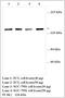 Phosphatidylinositol-4,5-Bisphosphate 3-Kinase Catalytic Subunit Gamma antibody, MBS416058, MyBioSource, Western Blot image 