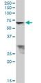 Tripartite Motif Containing 26 antibody, H00007726-B01P, Novus Biologicals, Western Blot image 