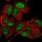 Jade Family PHD Finger 3 antibody, PA5-66708, Invitrogen Antibodies, Immunofluorescence image 