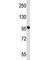 Neural Precursor Cell Expressed, Developmentally Down-Regulated 9 antibody, F43986-0.4ML, NSJ Bioreagents, Western Blot image 