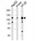 HGF/SF receptor antibody, F40183-0.4ML, NSJ Bioreagents, Immunofluorescence image 