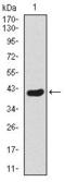 Twist Family BHLH Transcription Factor 1 antibody, GTX60657, GeneTex, Western Blot image 