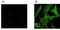 Toll Interacting Protein antibody, M02039, Boster Biological Technology, Immunoprecipitation image 