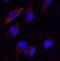 Sequestosome 1 antibody, MAB8028, R&D Systems, Immunofluorescence image 