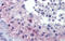 Rhox Homeobox Family Member 2 antibody, 25-393, ProSci, Immunohistochemistry frozen image 