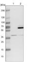 WD Repeat Domain 92 antibody, NBP1-92594, Novus Biologicals, Western Blot image 