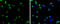 Selenoprotein K antibody, GTX131124, GeneTex, Immunofluorescence image 