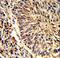 ADAM Metallopeptidase Domain 9 antibody, LS-C156048, Lifespan Biosciences, Immunohistochemistry frozen image 