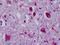 Neuropeptide Y Receptor Y4 antibody, NLS1070, Novus Biologicals, Immunohistochemistry frozen image 