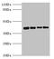 Selenophosphate Synthetase 1 antibody, LS-C676471, Lifespan Biosciences, Western Blot image 