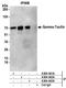 Taxilin Gamma antibody, A304-042A, Bethyl Labs, Immunoprecipitation image 