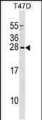 Glycine Cleavage System Protein H antibody, PA5-48809, Invitrogen Antibodies, Western Blot image 