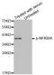 NFKB Inhibitor Alpha antibody, STJ22317, St John