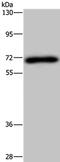 N-Myristoyltransferase 1 antibody, PA5-50716, Invitrogen Antibodies, Western Blot image 