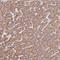 Phosphoglycolate Phosphatase antibody, NBP2-30549, Novus Biologicals, Immunohistochemistry paraffin image 