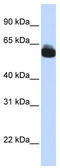 Frizzled Class Receptor 9 antibody, TA344066, Origene, Western Blot image 