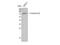 Catenin Beta 1 antibody, STJ92041, St John