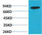 Phosphoinositide-3-Kinase Regulatory Subunit 2 antibody, STJ97437, St John