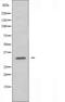 NAD(P)HX Epimerase antibody, orb226299, Biorbyt, Western Blot image 