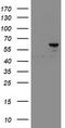 Sentrin-specific protease 2 antibody, CF800126, Origene, Western Blot image 