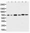 AKT Serine/Threonine Kinase 3 antibody, PA5-78754, Invitrogen Antibodies, Western Blot image 