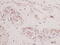 Thymic Stromal Lymphopoietin antibody, 38-187, ProSci, Immunohistochemistry paraffin image 