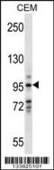 Vav Guanine Nucleotide Exchange Factor 1 antibody, 57-309, ProSci, Western Blot image 