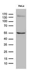 Suppressor of cytokine signaling 4 antibody, M09261, Boster Biological Technology, Western Blot image 