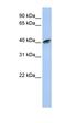 Actin Related Protein 1A antibody, orb330972, Biorbyt, Western Blot image 