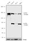 Serine/threonine-protein kinase LATS1 antibody, 711149, Invitrogen Antibodies, Western Blot image 