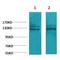 Calcium Sensing Receptor antibody, LS-C387805, Lifespan Biosciences, Western Blot image 