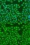 MER Proto-Oncogene, Tyrosine Kinase antibody, GTX33314, GeneTex, Immunofluorescence image 