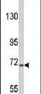 Ubiquitin Specific Peptidase 19 antibody, PA5-12021, Invitrogen Antibodies, Western Blot image 