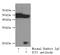 Mitochondrial Ribosomal Protein L58 antibody, FNab04113, FineTest, Immunoprecipitation image 