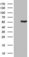 Pyruvate Kinase M1/2 antibody, LS-C337116, Lifespan Biosciences, Western Blot image 